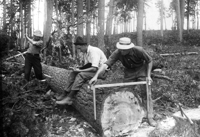 Forestry students construct volume tables as they measure logs felled in a forest.