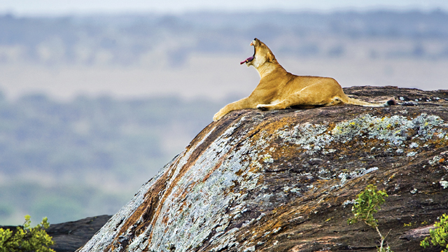 A lioness yawns as she relaxes on a rocky vantage point overlooking her pride lands.