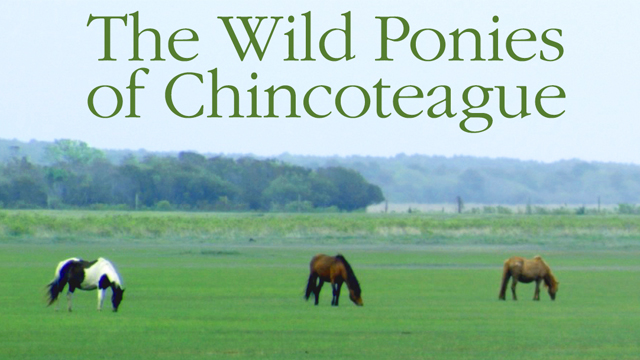 Preview the documentary